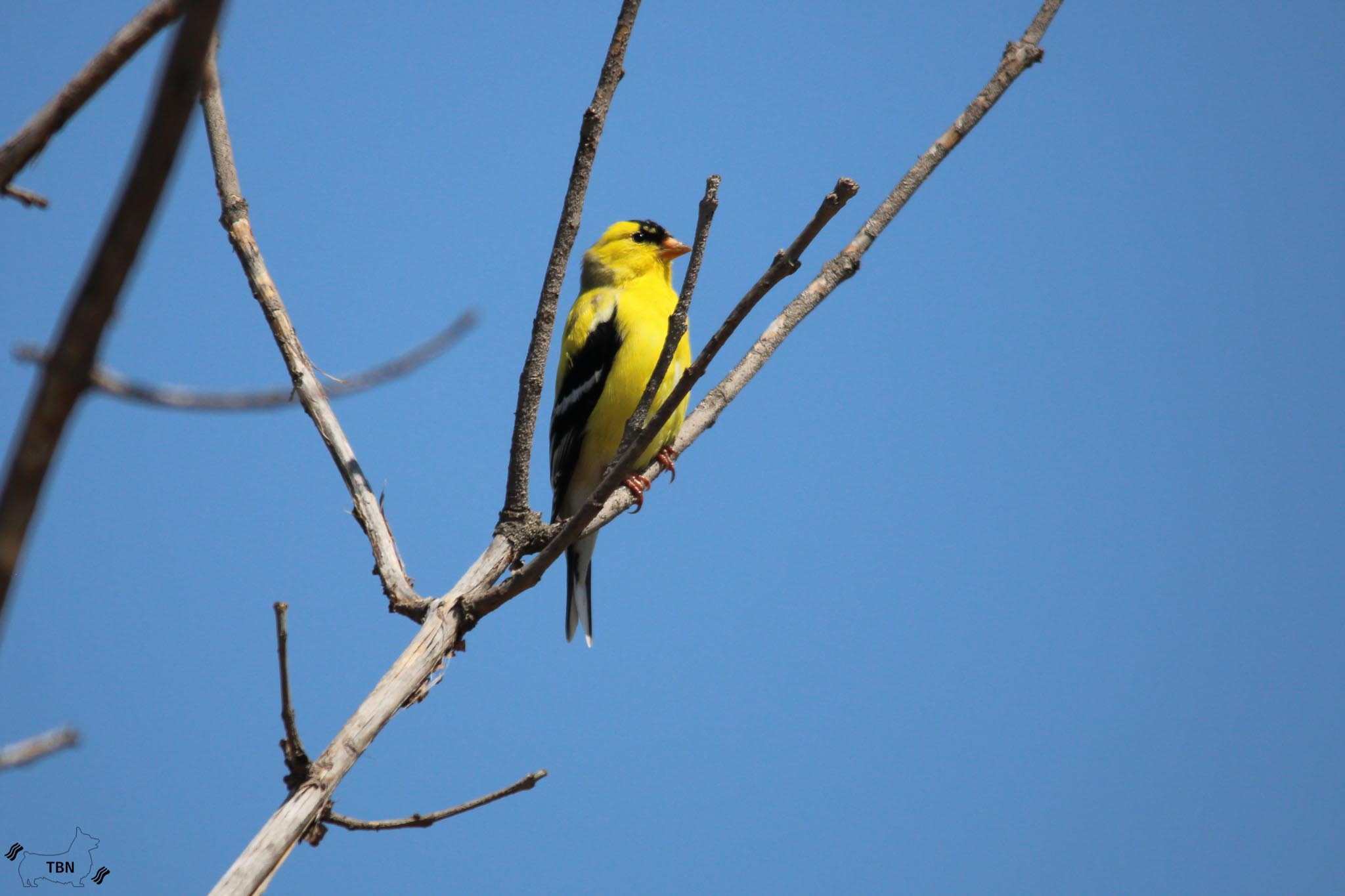 American Goldfinch